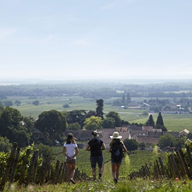 ÉCOLE DES VINS DE BOURGOGNE